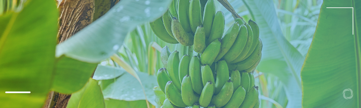 Top 10 biggest banana-producing countries in the world