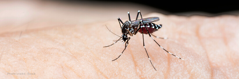As dengue cases increase globally, vector control, community engagement key to prevent spread of the disease