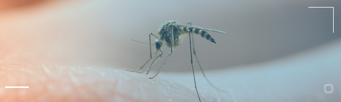 Dengue virus cases on the rise