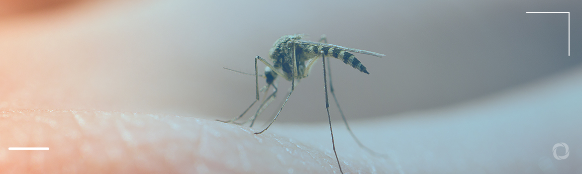 Dengue virus cases on the rise. Global warming among main causes