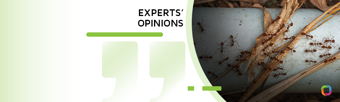 How is the speed of climate change unbalancing the insect world? | Experts’ Opinions