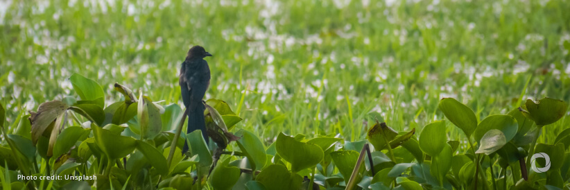 Invasive alien species pose major global threats to nature, economies, food security and human health
