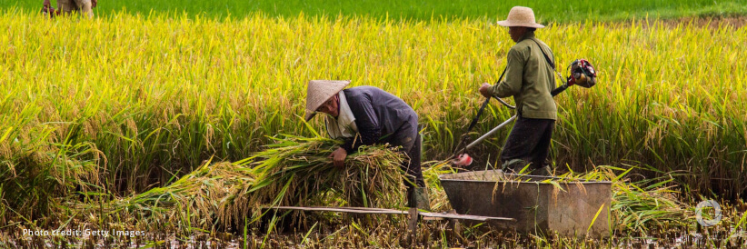 FAO, IsDB, and IFAD collaborate to strengthen food security technologies for smallholder farmers FAO, IsDB, and IFAD collaborate to strengthen food security technologies for smallholder farmers