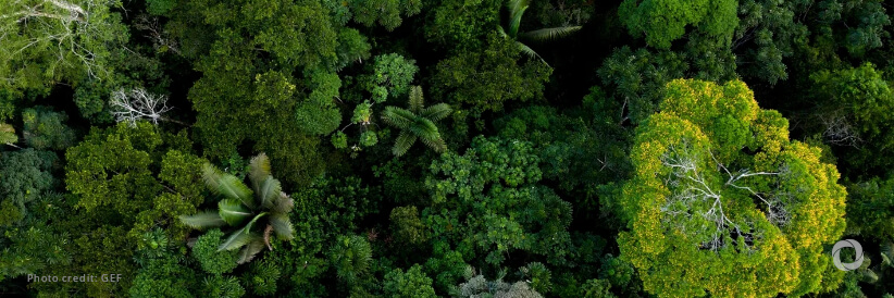 SDG Summit: FAO announces the launch of a CPF Call to Action for Forests towards 2030 SDG Summit: FAO announces the launch of a CPF Call to Action for Forests towards 2030