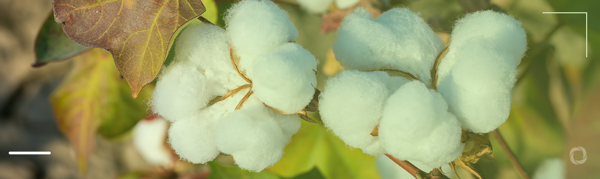 From fields to fabric: the leading cotton producing countries around the world