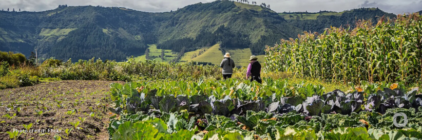 United States announces $3 million EDGE Fund partnership in Ecuador to support small-scale farmers United States announces $3 million EDGE Fund partnership in Ecuador to support small-scale farmers