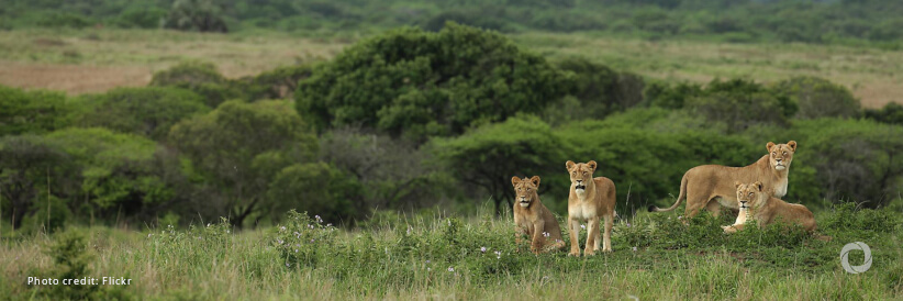 Governments get another chance at CITES to curb illegal and unsustainable wildlife and timber trade Governments get another chance at CITES to curb illegal and unsustainable wildlife and timber trade