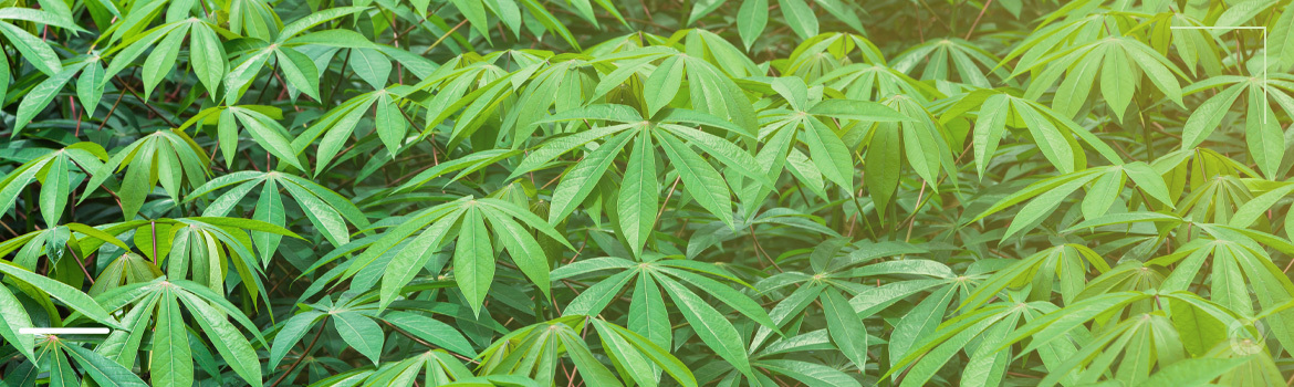 Cassava: Kenyan farmers shift to climate change resilient ‘orphan crop’ to fight poverty