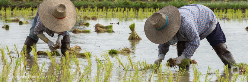 Japan boosts support for Filipino farmers and schoolchildren with US$5 million for farm-to-school meals