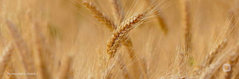 FAO Food Price Index down again in January led by lower wheat and maize prices FAO Food Price Index down again in January led by lower wheat and maize prices
