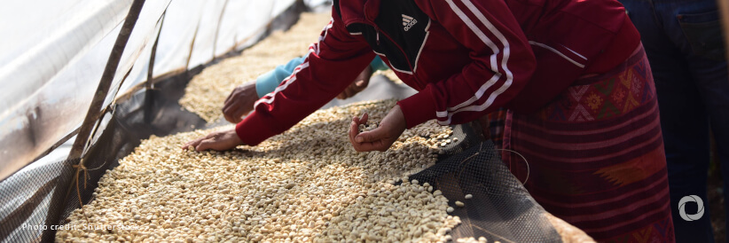 From beans to bright futures: Japan's boost for coffee and nutrition in Lao PDR