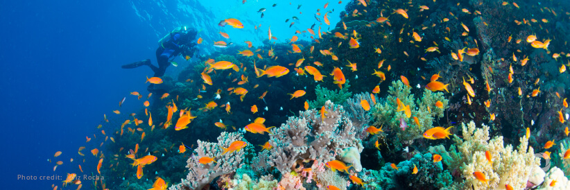 New tool measures contributions towards global ocean biodiversity targets New tool measures contributions towards global ocean biodiversity targets