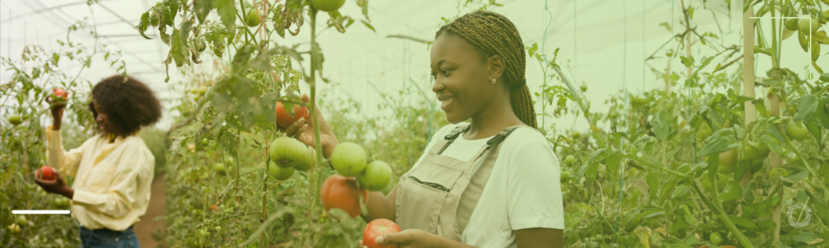 Food forests: mimicking nature to boost food security in Africa