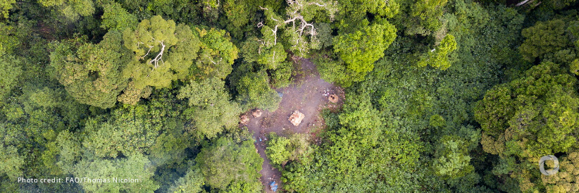 International Day of Forests: FAO, Google and partners launch solution easing people’s ability to monitor and protect forests International Day of Forests: FAO, Google and partners launch solution easing people’s ability to monitor and protect forests