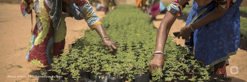 Supporting entrepreneurs and farmers to survive drought in Somaliland