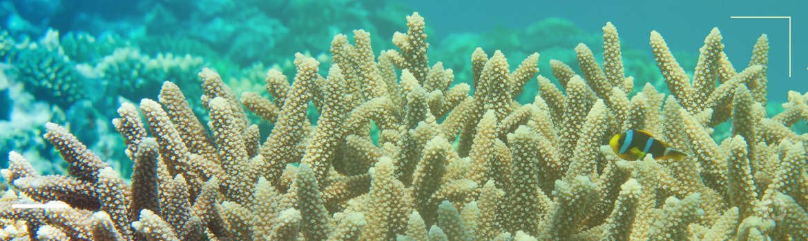 Saving corals can save communi