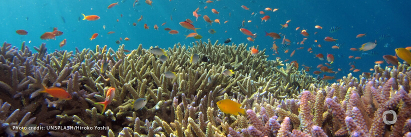 Coral crisis is a climate crisis, WWF warns