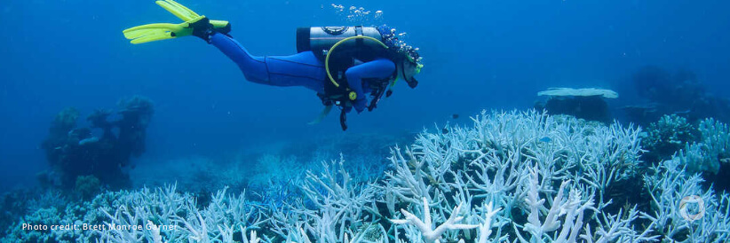 NOAA confirms 4th global coral bleaching event