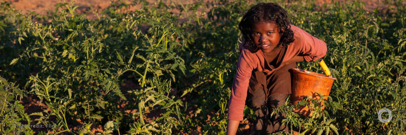 New compendium identifies 100 promising forgotten foods for Africa New compendium identifies 100 promising forgotten foods for Africa