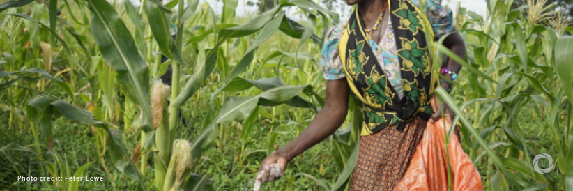 FAO warns of maize shortfall across Southern Africa