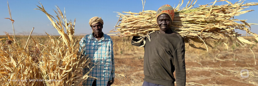 Sudan: Cereal production down by over 40 percent, likely exacerbating hunger Sudan: Cereal production down by over 40 percent, likely exacerbating hunger