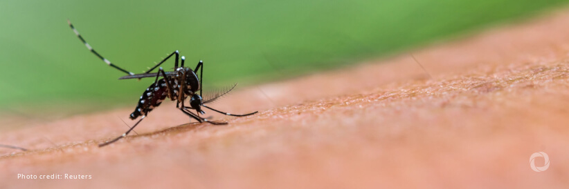 Caribbean Mosquito Awareness Week 2024: PAHO calls to unite against dengue