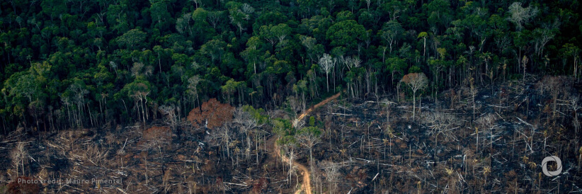 IFU co-finances development of sustainable reforestation in the Amazonia region