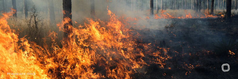 EU boosts readiness to combat 2024 wildfire season EU boosts readiness to combat 2024 wildfire season