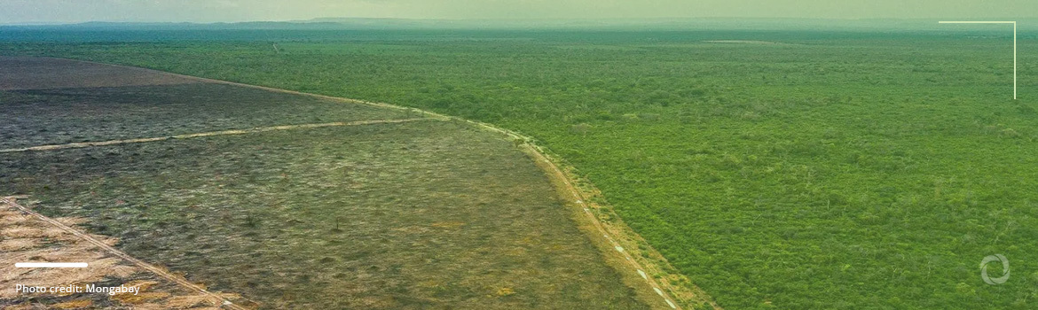 Deforestation in Brazil’s Cerrado savanna outpaces Amazon’s