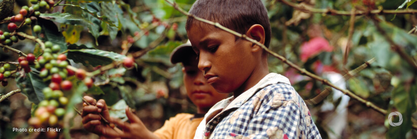 New project to address child labour in the coffee industry launched by UN agencies and EU