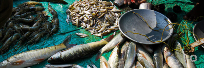 Progress on recovery of fish populations, but more efforts needed to build resilient and sustainable fisheries sector