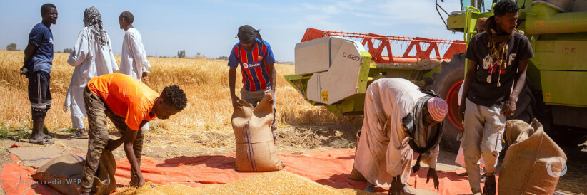 WFP and African Development Bank project boosts wheat production in war-torn Sudan, amid soaring hunger WFP and African Development Bank project boosts wheat production in war-torn Sudan, amid soaring hunger