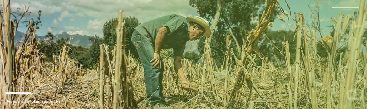Impact of climate change on agriculture in Central America and the Caribbean