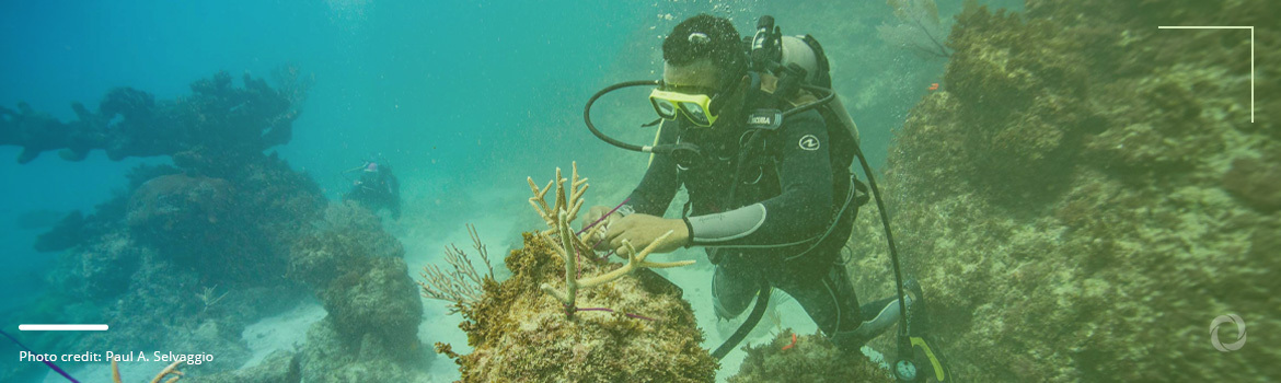 Local communities at the heart of coral restoration success