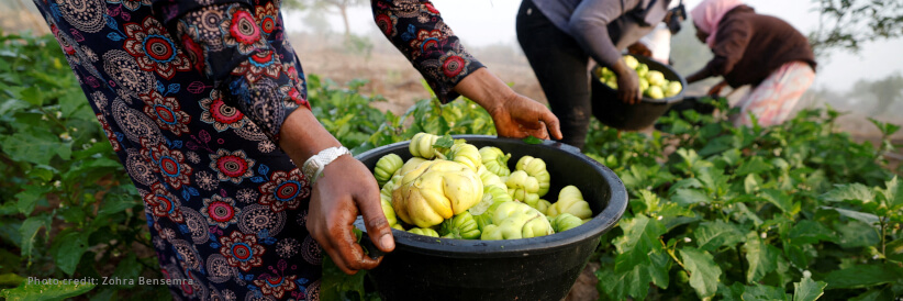 FAO Food Price Index stable in June FAO Food Price Index stable in June