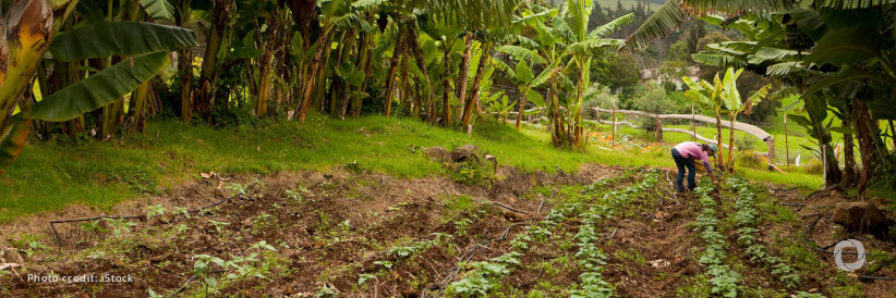 Building resilient agrifood systems for SIDS in response to increasing climate challenges Building resilient agrifood systems for SIDS in response to increasing climate challenges