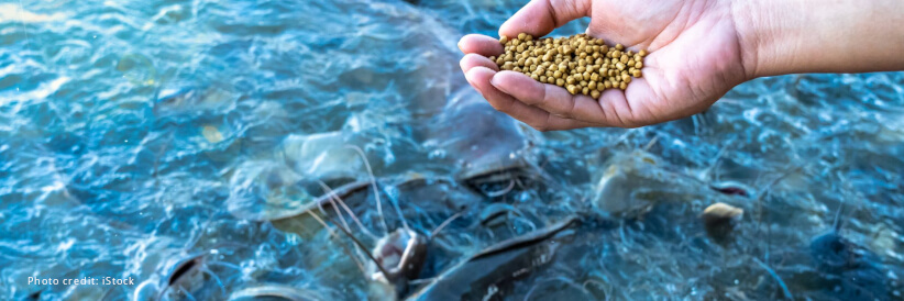 Global meeting focuses on fisheries and aquaculture's vital role in  tackling food insecurity, malnutrition and poverty DevelopmentAid