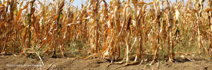 World Bank grant to support scaling up social protection for vulnerable Zambians affected by the drought World Bank grant to support scaling up social protection for vulnerable Zambians affected by the drought