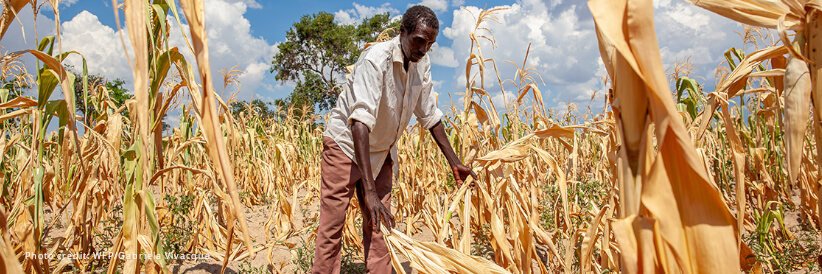 WFP welcomes Government of Norway $3.3 million contribution to the El Nino response in Mozambique WFP welcomes Government of Norway $3.3 million contribution to the El Nino response in Mozambique