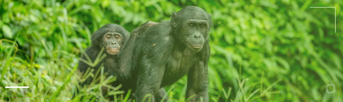 Chimps’ attacks in Uganda give a push to wildlife protection projects