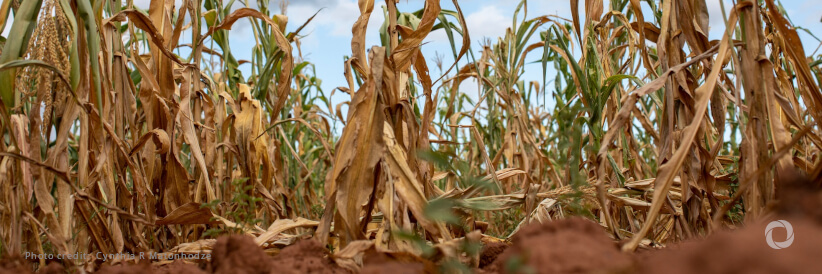 Urgent support needed to address historic El Niño drought in Zimbabwe