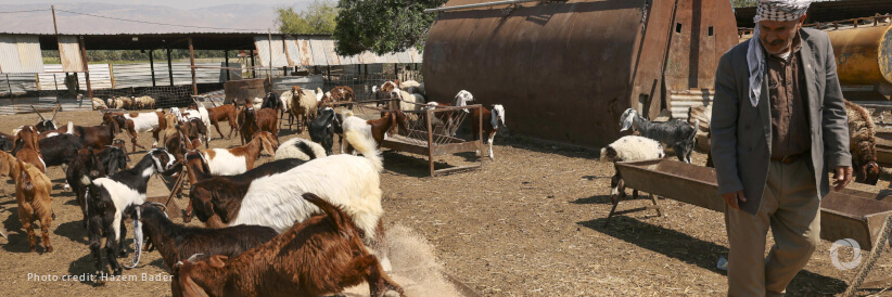 Gaza: FAO delivers more than 2 400 veterinary kits to protect livestock and sustain livelihoods