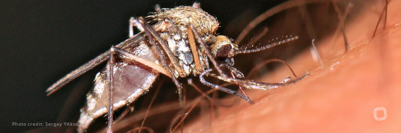 PAHO urges countries to strengthen prevention, surveillance and diagnosis of the Oropouche virus following its geographic spread and recent clinical findings