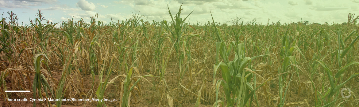 Food crisis worsens in Zimbabwe as El Nino continues to wreak havoc