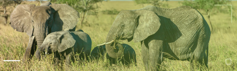 Namibia to cull 700+ wild anim