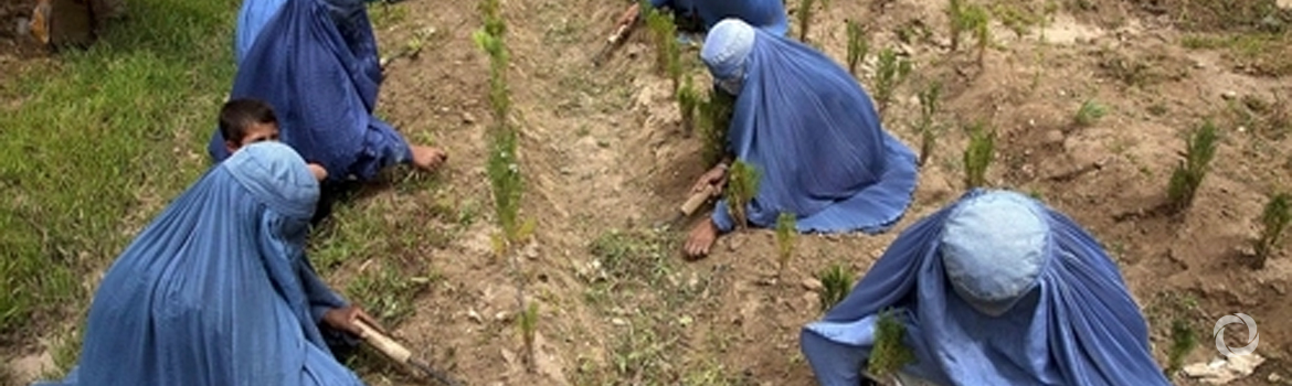 New FAO digital compendium on drought impact and vulnerability