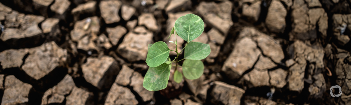 Urgent Call to Action: Leveraging energy efficiency and nature-based solutions amid record heatwaves Urgent Call to Action: Leveraging energy efficiency and nature-based solutions amid record heatwaves