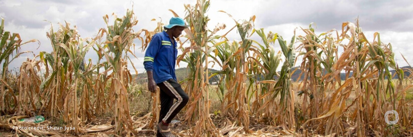 FAO urges swift action as La Niña threatens global food security FAO urges swift action as La Niña threatens global food security