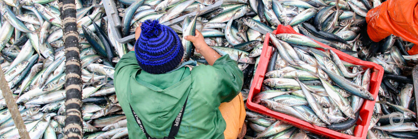United Arab Emirates donates USD 1 million to WTO Fish Fund