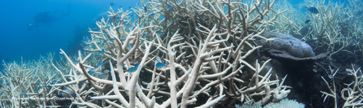IAEA and Prince Albert II of Monaco Foundation strengthen long-term partnership on Ocean Acidification